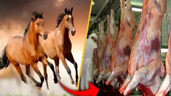 در این شهر گوشت اسب میفروختند