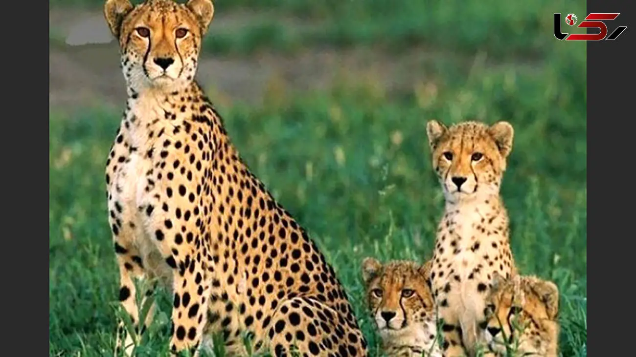 حدود ۷۰۰۰ یوز در حیات‌وحش جهان باقی مانده است