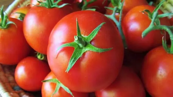 گوجه فرنگی و سیب زمینی ارزان می‌شود
