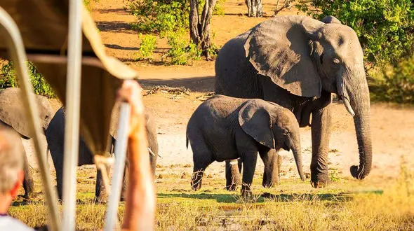 فیل عصبانی در زامبیا ۲ گردشگر را کشت!