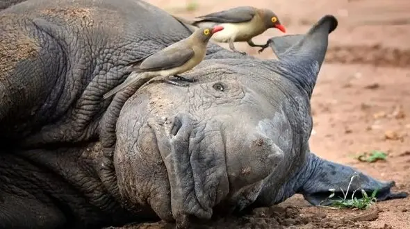 ماجرای جالب دوستی کرگدن‌ ها و پرندگان خون‌ خوار!