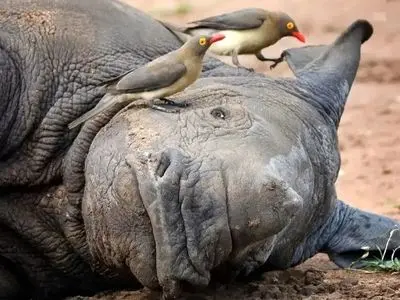 ماجرای جالب دوستی کرگدن‌ ها و پرندگان خون‌ خوار!