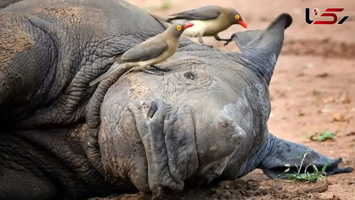 ماجرای جالب دوستی کرگدن‌ ها و پرندگان خون‌ خوار!
