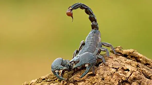 نیش عقرب جان نوزاد شیرخوار را گرفت / در هرمزگان رخ داد