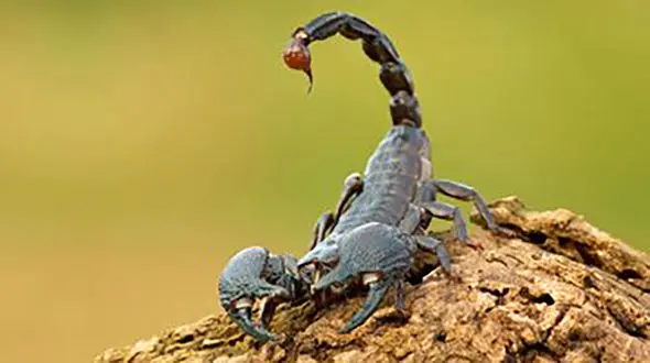 نیش عقرب جان نوزاد شیرخوار را گرفت / در هرمزگان رخ داد