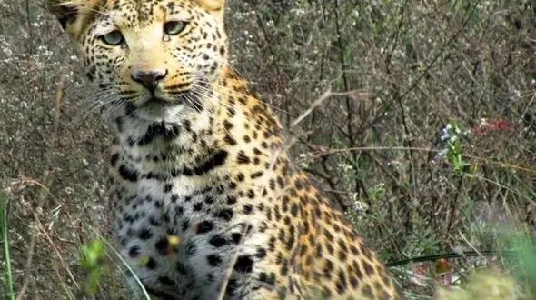 برکناری عوامل محیط زیست فسا به دلیل انتشار عکس پلنگ ایرانی