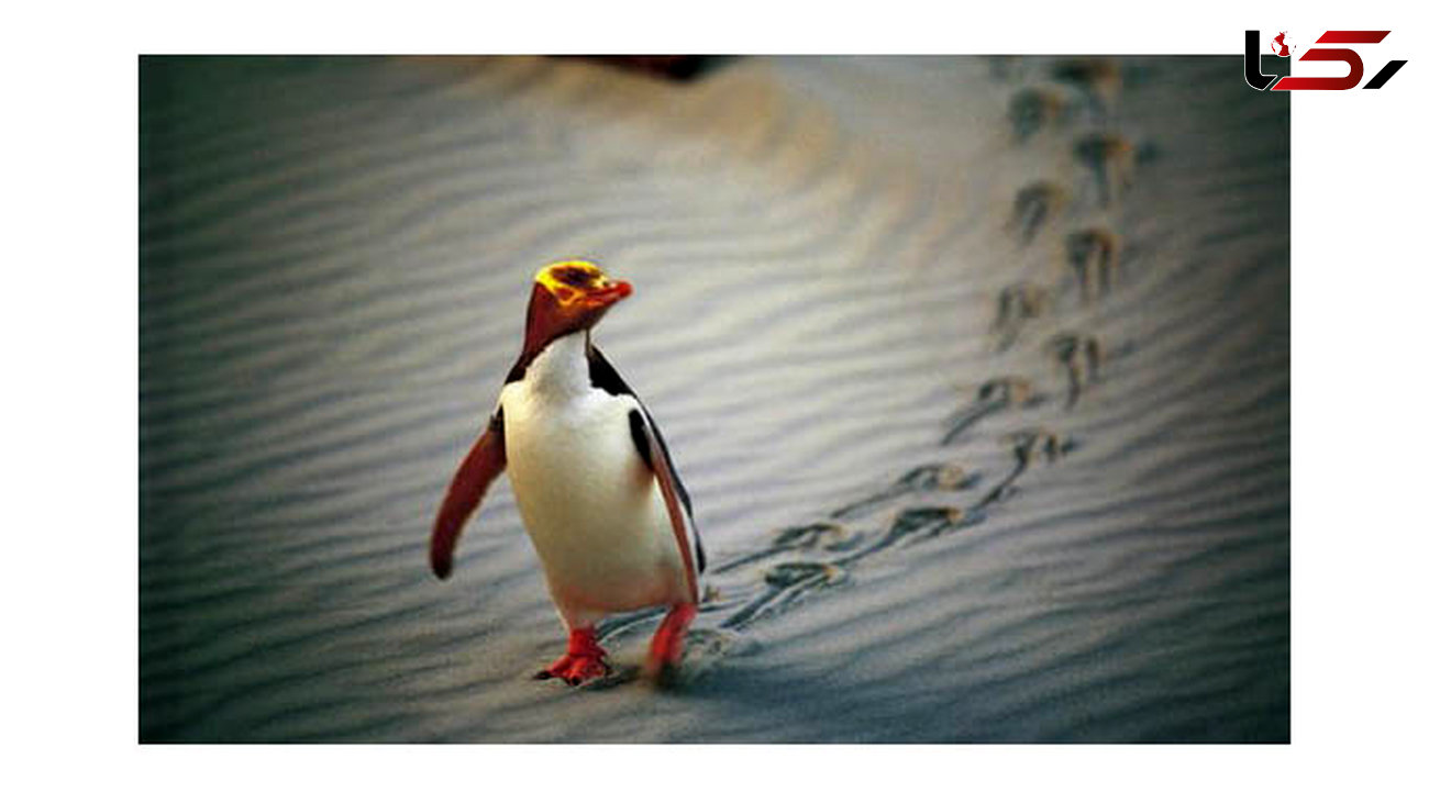  پنگوئن چشم زرد در معرض انقراض