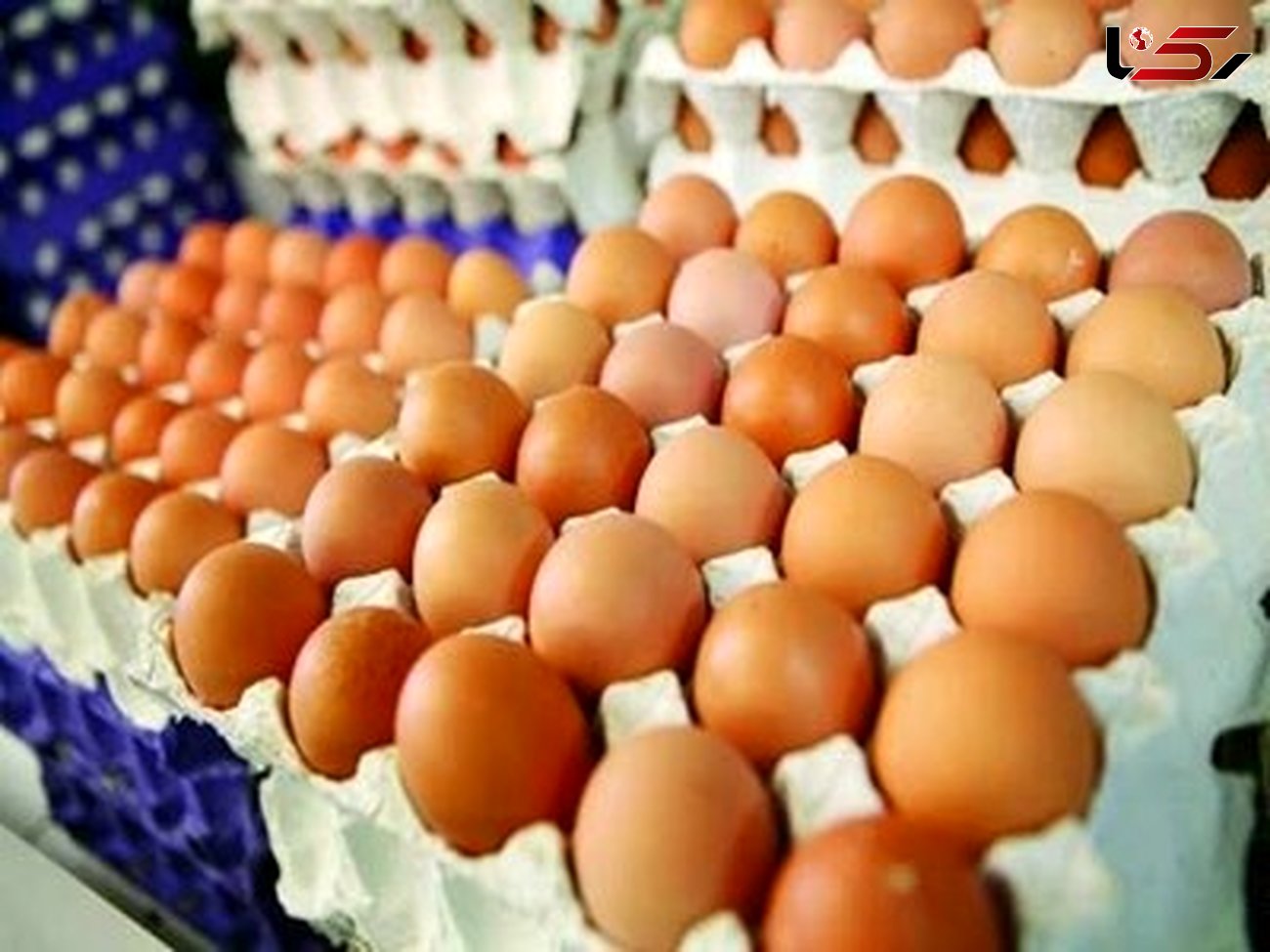  آنفولانزای پرندگان باعث توقف صادرات تخم مرغ شد  