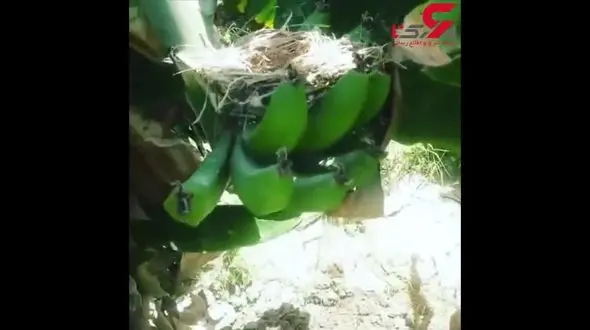 کارخوب یه کشاورز زرآبادی + فیلم