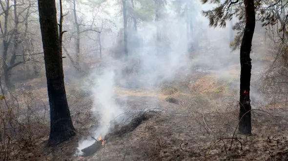 مهار آتش و آغاز لکه‌گیری در دیزمار غربی/ بیش از ۱۰۰ هکتار جنگل در حریق از بین رفت