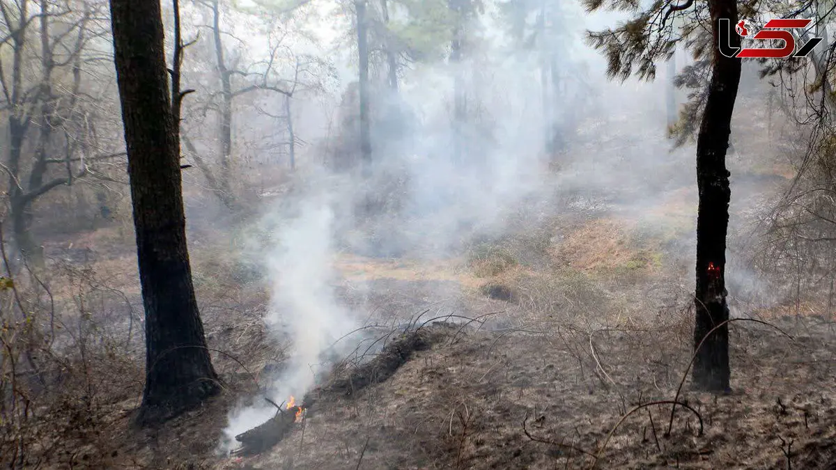 مهار آتش و آغاز لکه‌گیری در دیزمار غربی/ بیش از ۱۰۰ هکتار جنگل در حریق از بین رفت