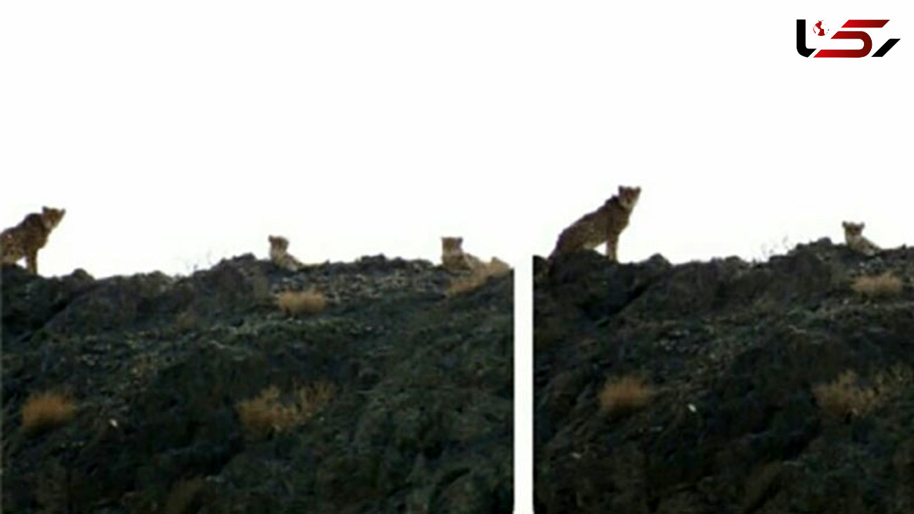 رخ نمایی ۳ یوزپلنگ بالغ در پارک ملی توران + عکس