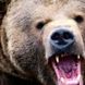 فیلم / مستند حیات وحش حیوانات/ تلاش خرس برای بالا رفتن از کانکس برای شکار دو مرد