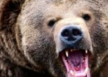 فیلم / مستند حیات وحش حیوانات/ تلاش خرس برای بالا رفتن از کانکس برای شکار دو مرد