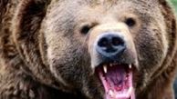 فیلم / مستند حیات وحش حیوانات/ تلاش خرس برای بالا رفتن از کانکس برای شکار دو مرد