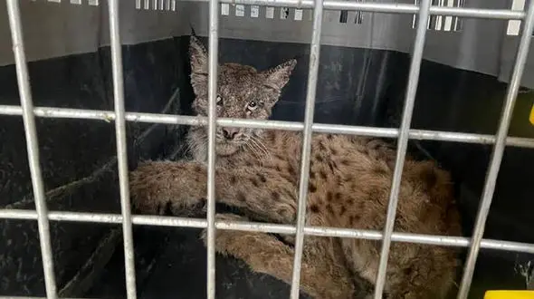 زنده گیری یک سیاهگوش در روستای سربندان دماوند