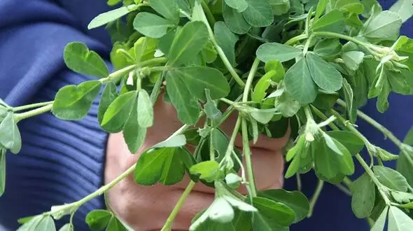 این سبزی را با برنج و پلو بخورید تا دیابت نگیرید