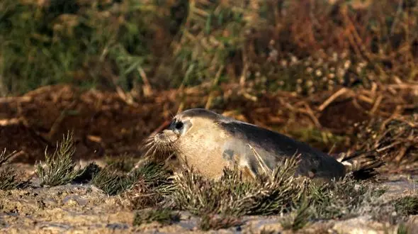 مسافران شمال بخوانند / موجودی ناشناخته و مرموز در ساحل دریای خزر کشف شد 