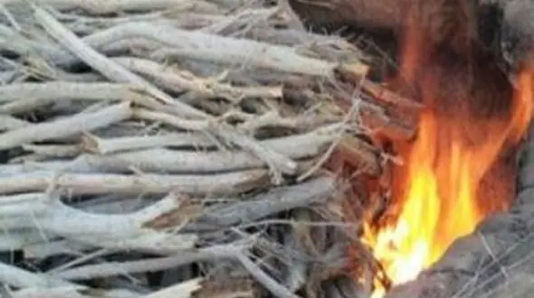 دستگیری قاتلان طبیعت در کرمانشاه / درختان را بیرحمانه می‌سوزانند!