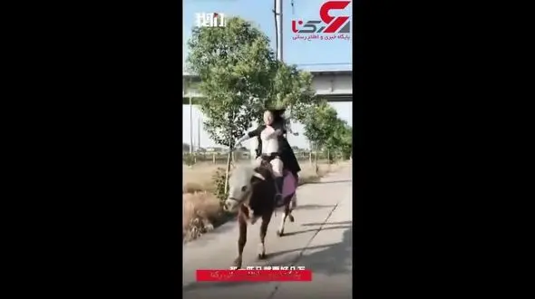 گاوسواری دختران چینی خبرساز شد! +فیلم