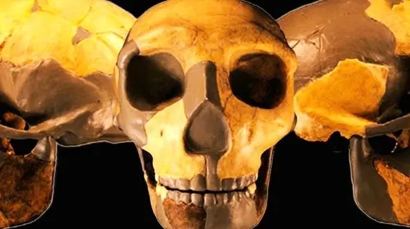 کشف جمجمه گونه ناشناخته از انسان + عکس