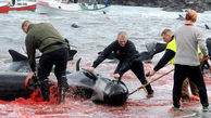 قتل عام تلخ و متاثرکننده نهنگ ها‎ +عکس های باورنکردنی