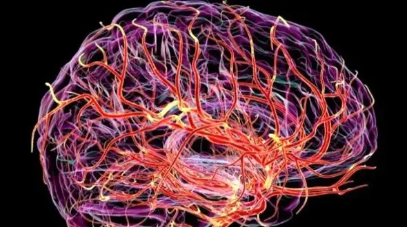 آیا تپش مغز خبر از زوال عقل می‌ دهد؟ پژوهشی تازه