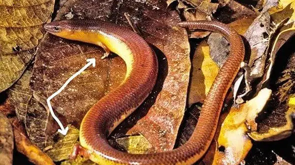 این مار دست و پا دارد + عکس