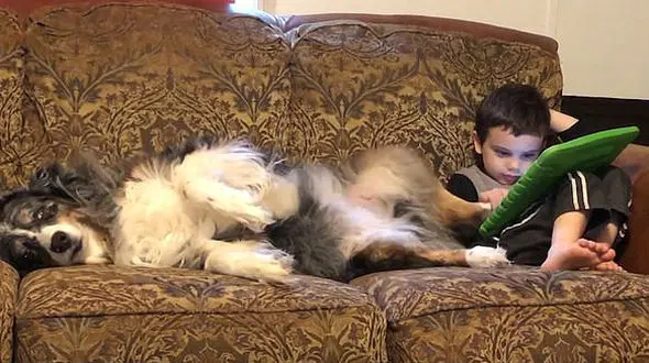 فیلم بازی های جالب پسر 3 ساله با سگ خانه میلیون ها بازدید داشته است+عکس