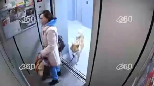 فیلم دلهره آور از بی احتیاطی زن جوان که سگش را به یک قدمی مرگ کشاند / ببینید

