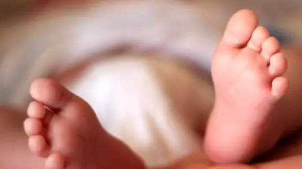 سگ خانگی نوزاد یک ماهه را کشت+ فیلم / آمریکا