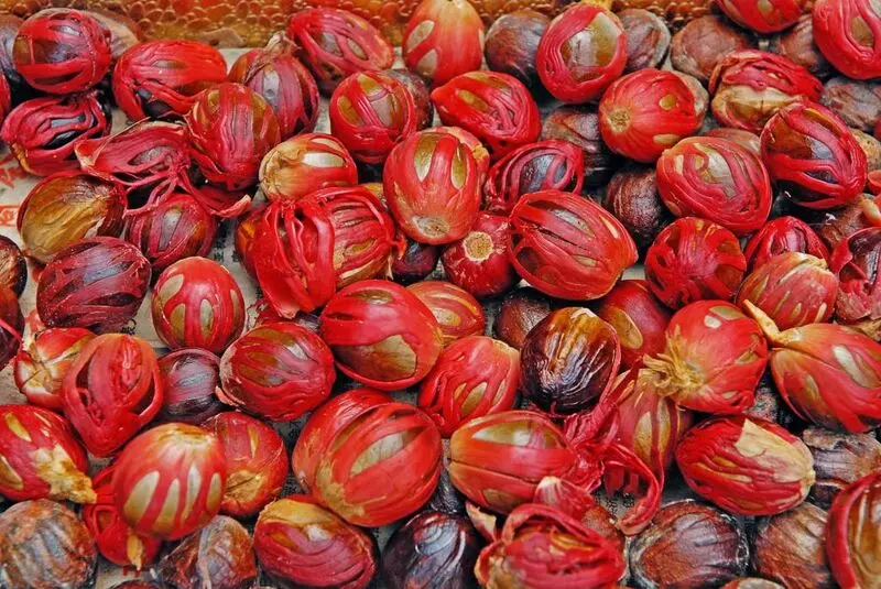 جوز هندی