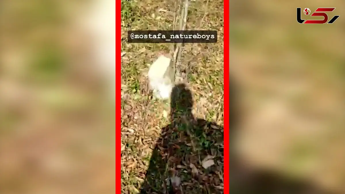 فیلم قطع درختان هیرکانی در ارتفاعات بندپی بابل