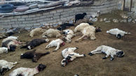 تلف شدن 17 راس گوسفند در 2 سانحه رانندگی در شازند