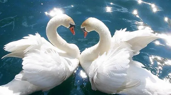 از شکار سریع پلنگ تا گیر کردن شاخ گاومیش ها حین جنگ