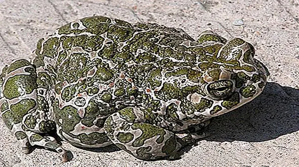 قورباغه ماهی گنده تر از خودش را شکار کرد + فیلم 