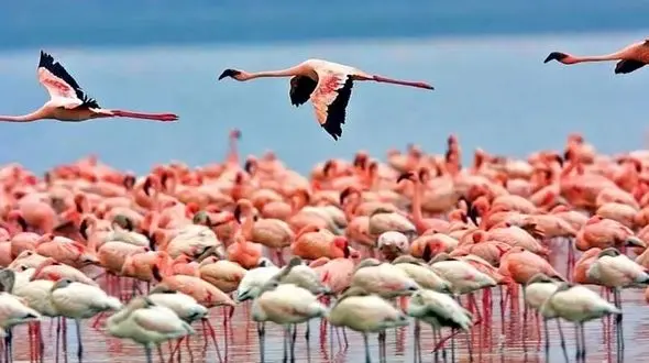  2 میلیون ایرانی طی ده سال مهاجرت کردند / خروج سرمایه انسانی یعنی  رفتن زیرساخت دانایی و توسعه کشور