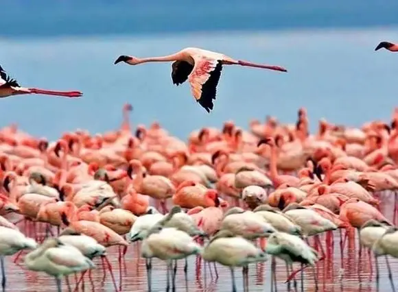  2 میلیون ایرانی طی ده سال مهاجرت کردند / خروج سرمایه انسانی یعنی  رفتن زیرساخت دانایی و توسعه کشور