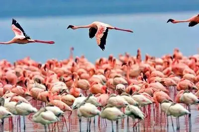  2 میلیون ایرانی طی ده سال مهاجرت کردند / خروج سرمایه انسانی یعنی  رفتن زیرساخت دانایی و توسعه کشور