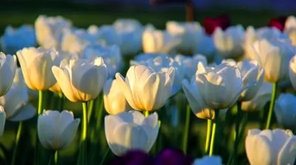 حواسم هست ، عمرم دراز نیست !