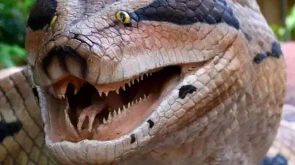 از  تمرین های ورزشی کانگورو تا خورده شدن تمساح توسط مار 