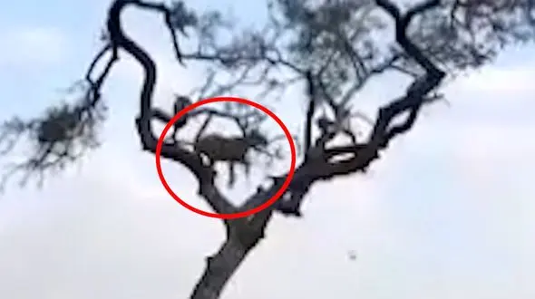 فرار هوشمندانه میمون از حمله یوزپلنگ + فیلم