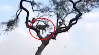 فرار هوشمندانه میمون از حمله یوزپلنگ + فیلم