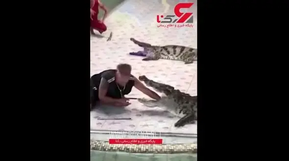 شوخی خطرناک با کروکودیل کار دست مربی داد! +فیلم 