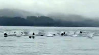 فرار دلفین ها از حمله نهنگ ها + فیلم 