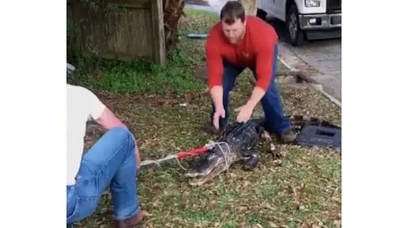 عجیب اما واقعی / کشف یک تمساح در چاه فاضلاب خیابان+عکس
