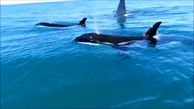 پرسه زنی نهنگ های قاتل در نزدیکی جت اسکی + فیلم