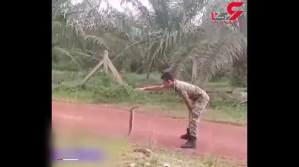 شکارچی شجاعی که به طرز ماهرانه‌ای مارهای سمی را شکار می‌کند + فیلم