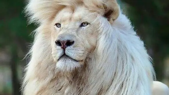 از رقص و طنازی پرنده نر تا توله‌شیرها کنار هم برای بقا