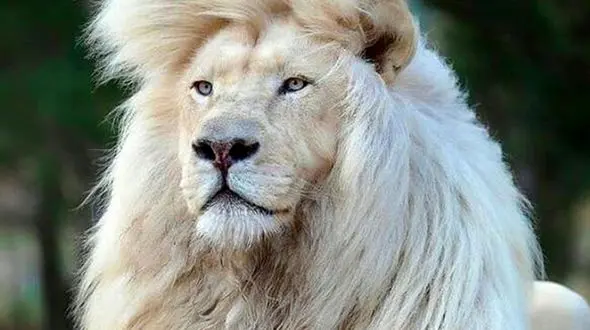 از رقص و طنازی پرنده نر تا توله‌شیرها کنار هم برای بقا